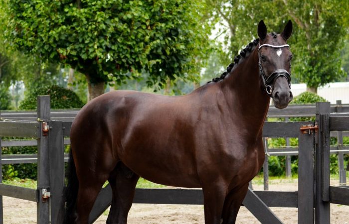 paard_bedaf_2