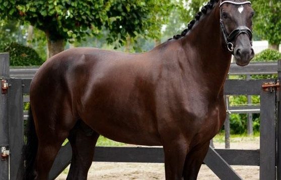 paard_bedaf_2_558_471